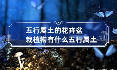 五行属土的花卉盆栽植物有什么 五行属土的植物盆栽有哪些