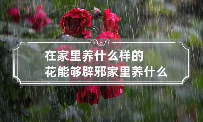 在家里养什么样的花能够辟邪 家里养什么植物辟邪化煞