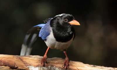 女人的眼睛里有水面相怎么样？