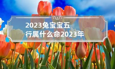 2023兔宝宝五行属什么命 2023年的兔宝宝什么命