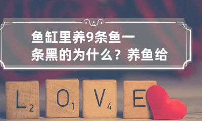 鱼缸里养9条鱼一条黑的为什么？养鱼给水充氧有哪些办法？