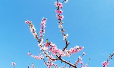 中年后期，财运会好转的生肖