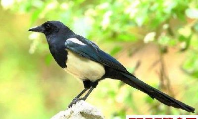 喜鹊报喜！这4大生肖女，新的一年里，越来越有钱，成为阔太太！