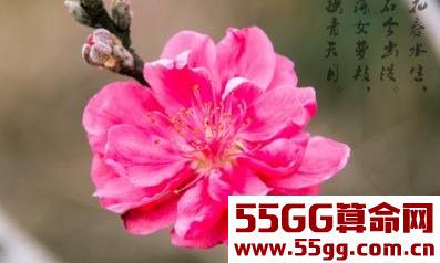 2018年桃花运大爆发，喜获真爱，喜结良缘，喜添贵子的3大生肖