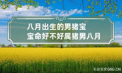 八月出生的男猪宝宝命好不好 属猪男八月生命运如何