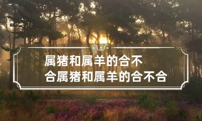 属猪和属羊的合不合 属猪和属羊的合不合婚配