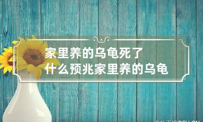 家里养的乌龟死了什么预兆 家里养的乌龟死了有什么说法