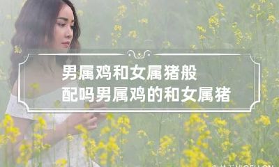 男属鸡和女属猪般配吗 男属鸡的和女属猪的配吗
