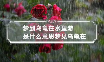梦到乌龟在水里游是什么意思 梦见乌龟在水里好不好