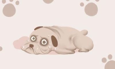 82年属狗人2021年的命运 39岁属狗人的命运