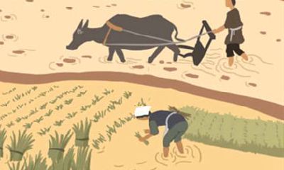 属狗的人适合养什么植物来提升自己的财运？