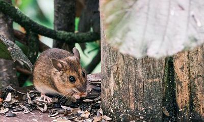 老公属鼠我自己属猴今年2022生一个属虎的宝宝好吗？