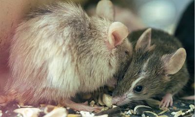 属鼠人今年可以结婚吗2022年？2022年下半年属鼠结婚吉日