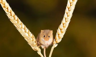 2022年属鼠的人可以结婚吗？属鼠2022虎年要防小人吗？