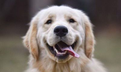 2022年生肖狗和生肖鼠在一起结婚会怎么样？