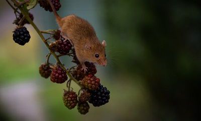 2022年属鼠财运最差是什么时候？生肖鼠的文昌贵人是谁？