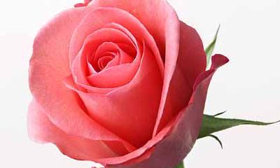 十二星座幸运花--双子座