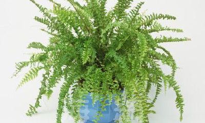 星座幸运花 - 双子座