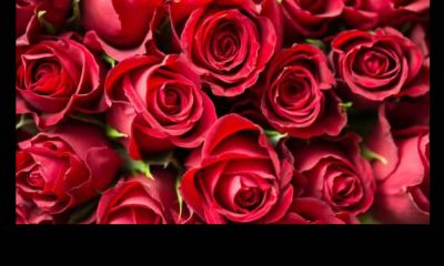 哪些花适合双子座的个性