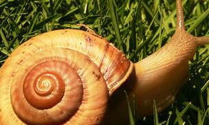 摩羯座生气时像什么动物