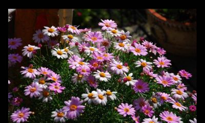 哪些花适合水瓶座的个性