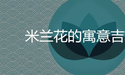 米兰花的寓意吉利吗