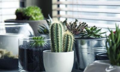 榆树种在哪儿风水最好最吉利