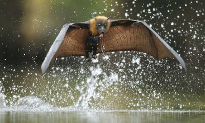 蝙蝠入屋是不吉利的吗