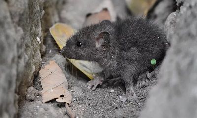 2022年生肖鼠吉祥物，属鼠的人佩戴什么好转运保平安？