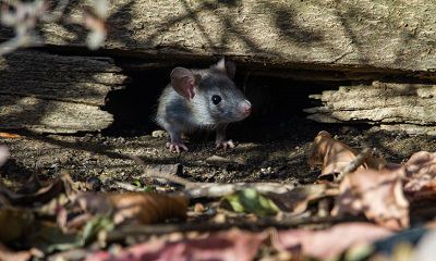 2022年属鼠的男人结婚好不好？生肖鼠2022年吉利的幸运数字