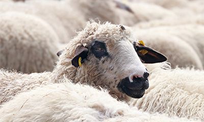 老公属鼠我属羊2022年怀孕生宝宝好吗？