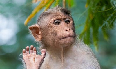 我属猴老公属马2022年怀孕生虎宝宝行不行？