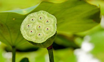 2022年冬季黄道吉日有多少天？