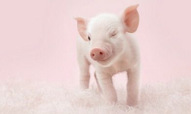 属猪女和属猴男可以要一个生肖属虎的孩子吗2022年？