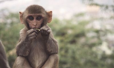 2022虎年农历五月属猴人的运势怎么样？