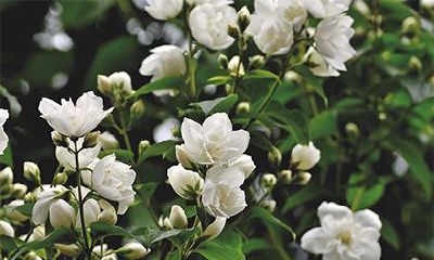 2022年下半年有几天黄道吉日，2022下半年农历黄道吉日大全