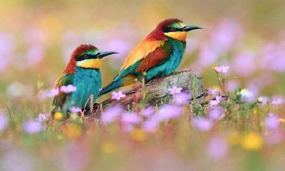 处女座生日是什么时候