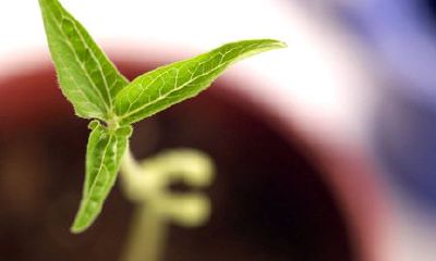 属兔处女座的最佳配偶