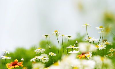 霸道而又温柔的狮子女