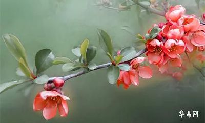 每日小运播报2023年4月5日十二生肖运势