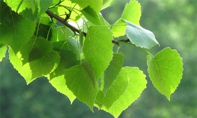 生肖属什么的白羊座最有福气呢？