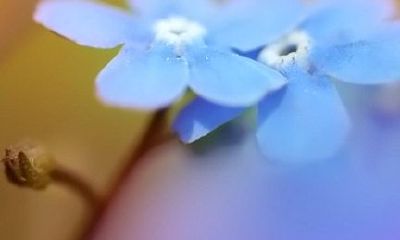 属羊白羊座的最佳配偶