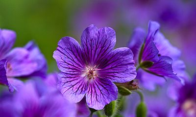 天蝎座的幸运色：紫色，黑色