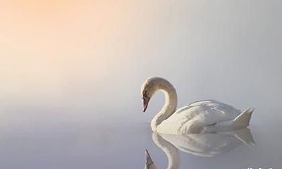 2023年4月3日十二生肖运势每日运势播报