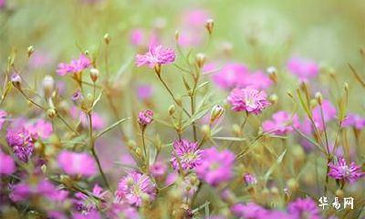 得道之兔是什么意思,得道之兔是好命还是坏命