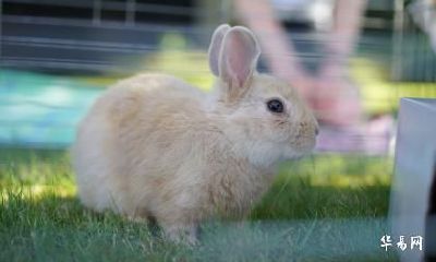 属兔人会在2023年离婚吗？属兔人最佳婚配是什么？