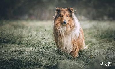 82年属狗41岁三大坎坷分别是什么方面的？有什么影响？