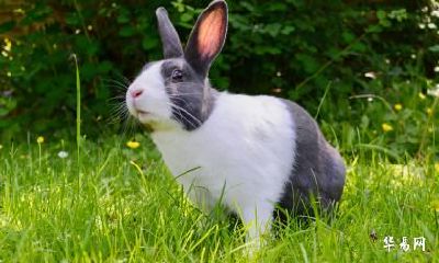 87年的属兔人是二婚命吗？生肖兔和谁是天生一对