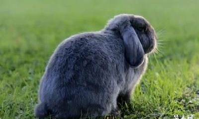 1999年出生24岁的属兔人2023年结婚可以吗？几岁结婚最好？