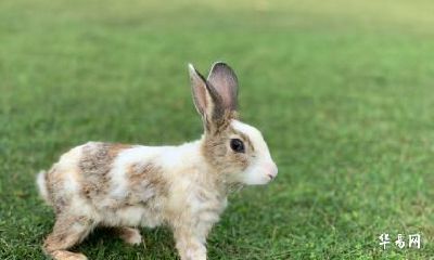 1999年24岁生肖兔2023年感情运势分析